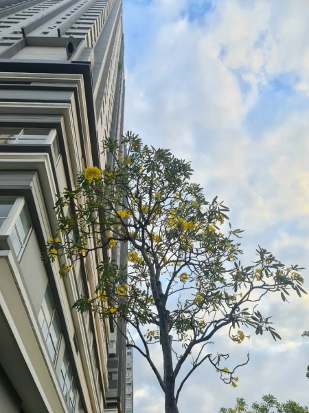 Cho thuê nhanh căn hộ Sunrise city Quận 7, 76m2, giá chỉ 12tr/tháng (có hỗ trợ thêm mùa dịch)