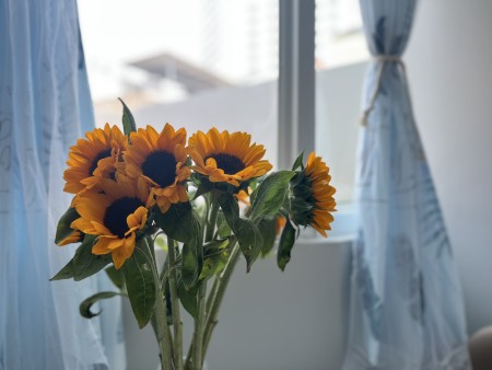 Khai trương nhà cống quỳnh full mới 100% hình thật giá thật - giá chỉ từ 8tr5 - 9tr/1Pn 12 - 13tr Q1