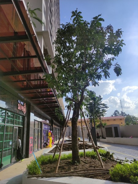Cho thuê căn hộ Opal Skyline Studio 3tr7 1PN 4tr5 2PN 4tr8 3PN 6tr View Đẹp, An ninh tốt