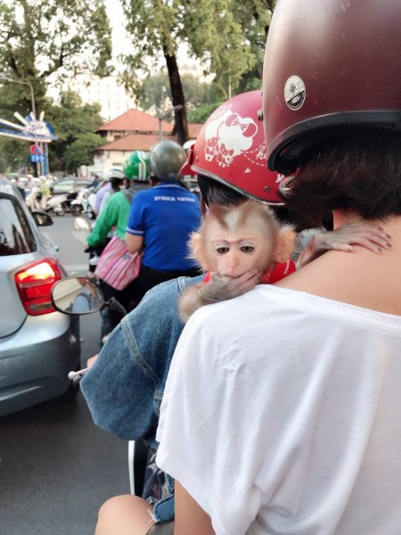 Triệu Vương