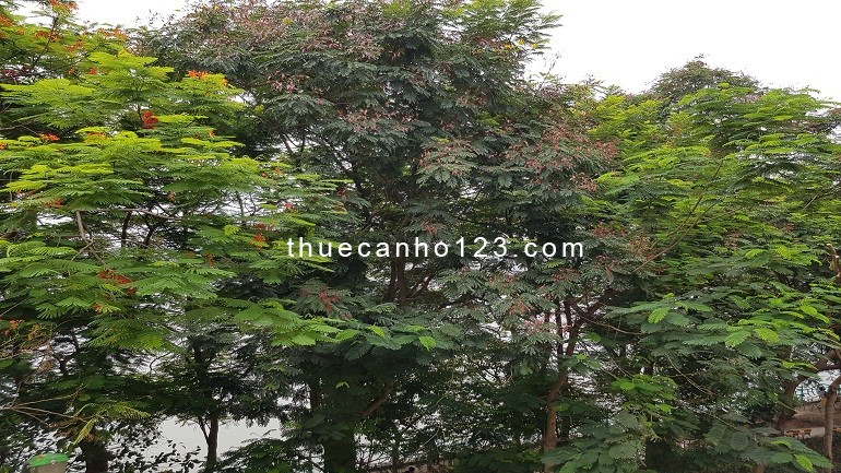 Giảm giá sâu, chỉ 8 triệu cho căn hộ 1 phòng ngủ siêu rộng, với view cây xanh rất đẹp tại Tây Hồ