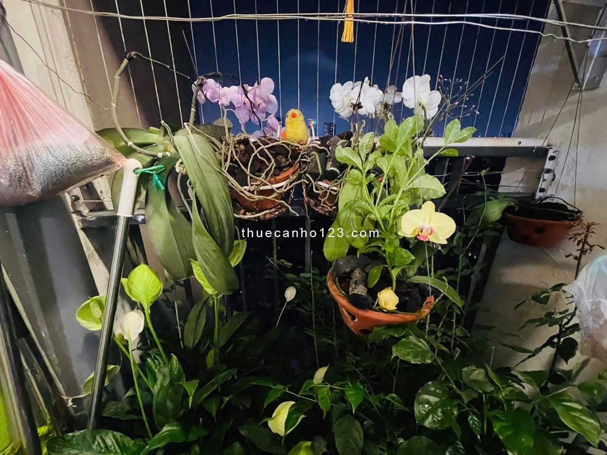 Chung cư Phú Thạnh, Nguyễn Sơn, Tân Phú, 110m2, 3PN, 2WC, 11tr5/th