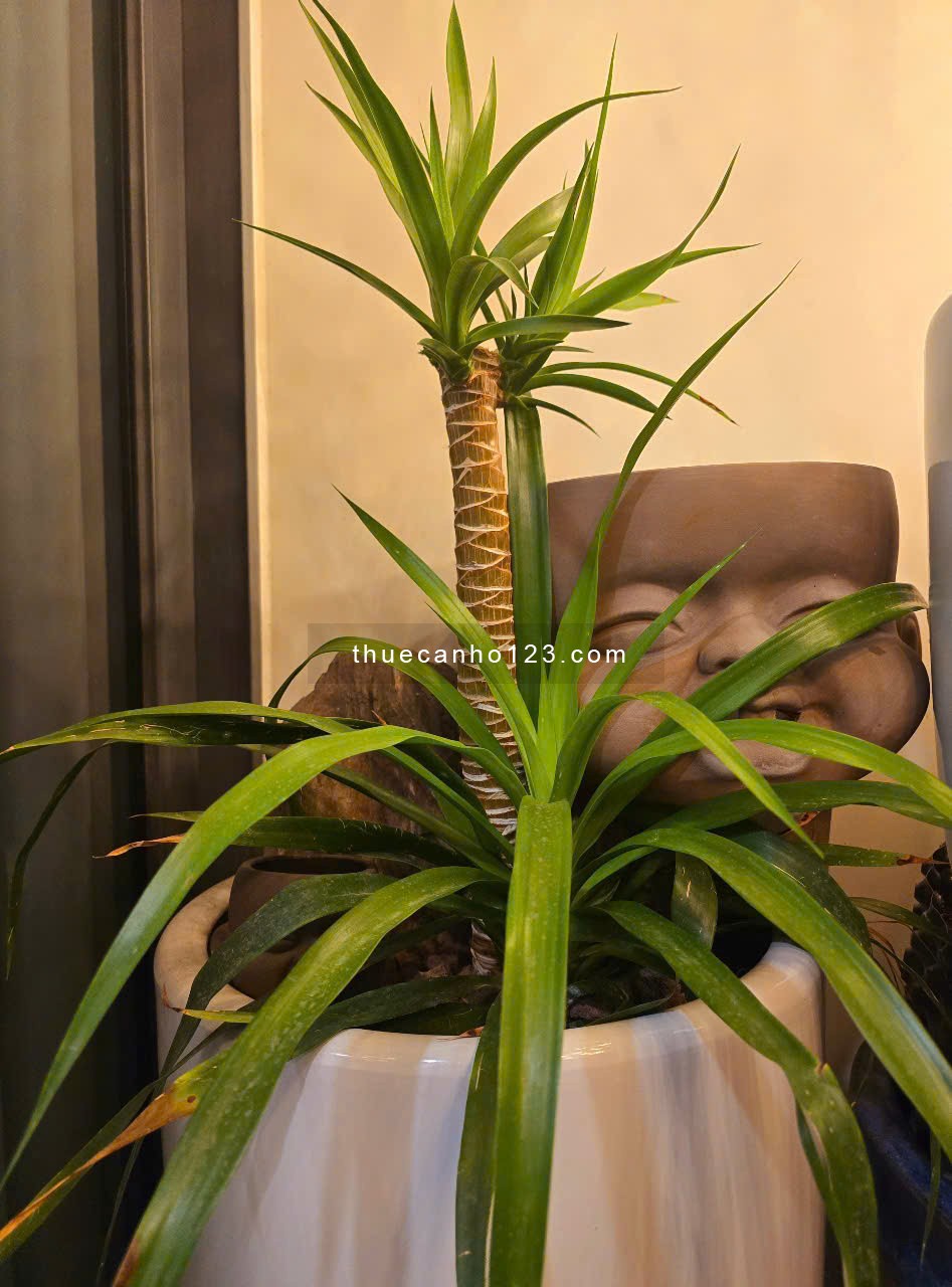 Cần cho thuê gấp 2PN2WC 72m2 chỉ 15/th