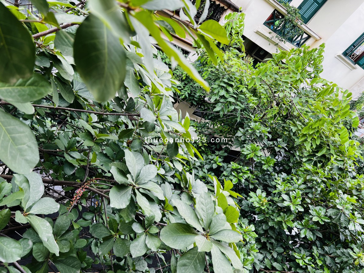 Cho thuê căn hộ Pháp cổ thoáng đãng khu Đảo Ngọc – Trúc Bạch