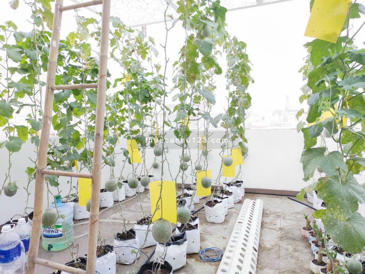Cho thuê căn hộ full nội thất tách bếp ngay khu sân bay - công viên Hoàng Văn Thụ - Tân Bình - Ảnh 8